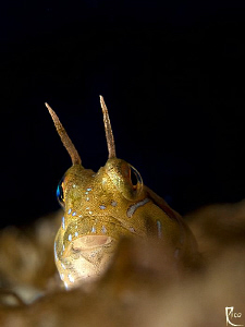 "Golden Girl" 
Canon 40D with 60mm makro and +4 closeup ... by Rico Besserdich 